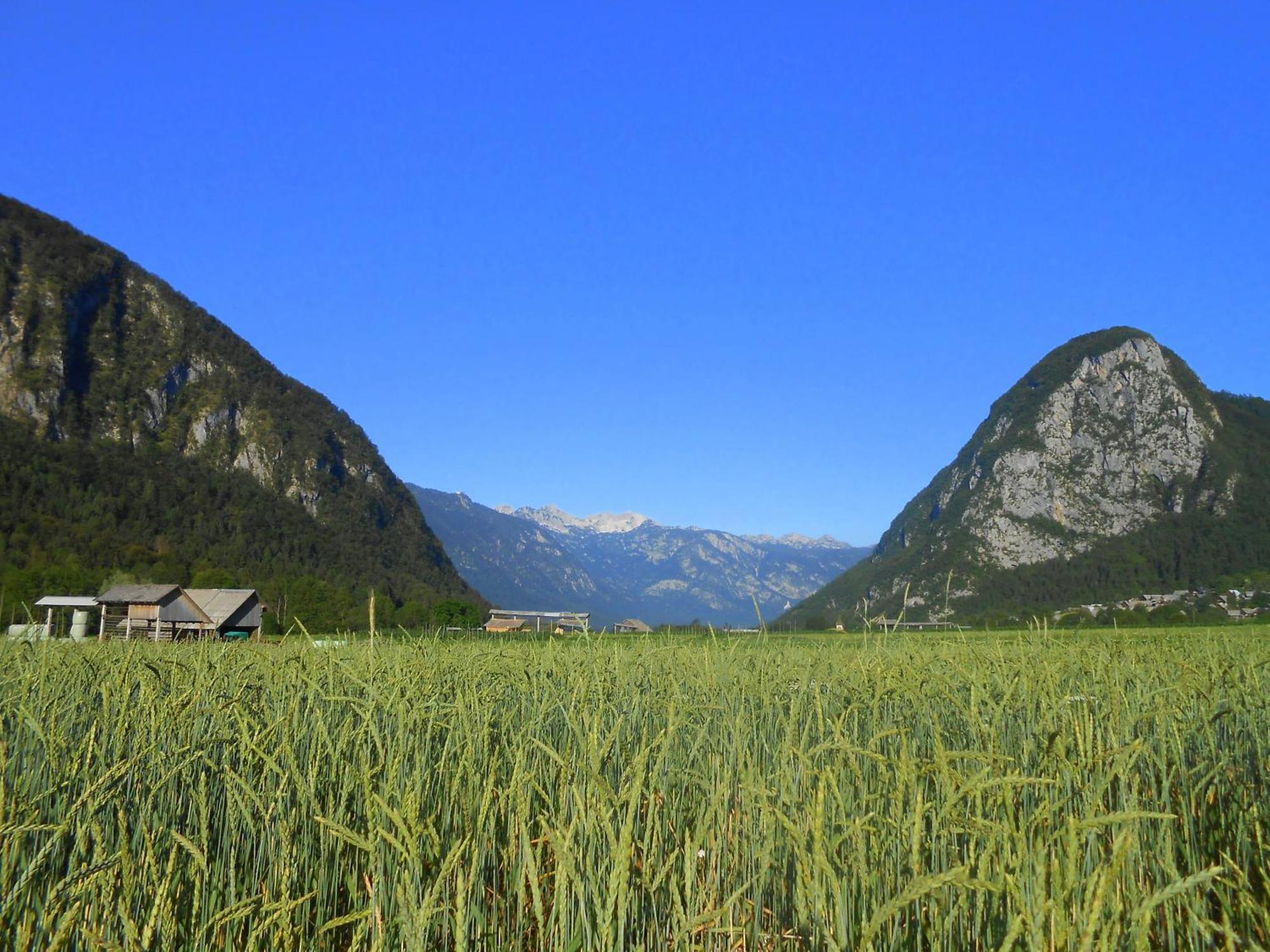 Apartamento V Objemu Gora Bohinj Exterior foto